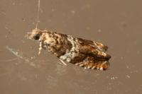 Epinotia abbreviana