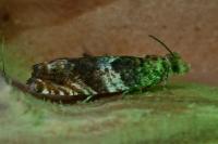Epinotia abbreviana