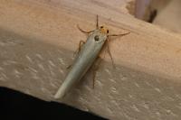 Eilema caniola