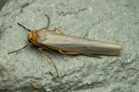 Eilema caniola