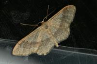 Idaea aversata