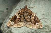 Eulithis prunata
