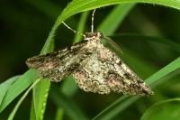 Cleorodes lichenaria