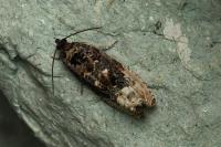 Hedya nubiferana