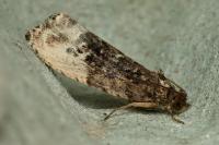 Hedya nubiferana