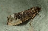 Hedya nubiferana