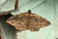 Philereme transversata