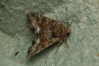 Oligia