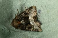 Oligia
