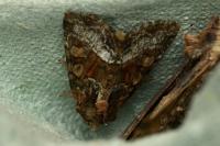 Oligia