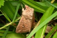 Mythimna albipuncta