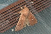 Mythimna albipuncta