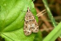 Eudonia mercurella