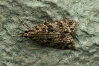 Eudonia mercurella