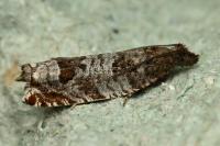 Ancylis achatana
