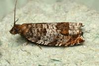 Ancylis achatana