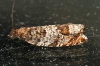 Ancylis achatana