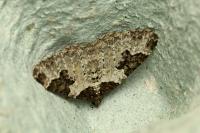 Xanthorhoe fluctuata