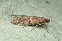 Ephestia