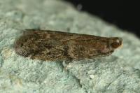 Ephestia
