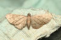 Eupithecia haworthiata
