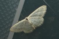 Idaea subsericeata