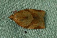 Clepsis consimilana