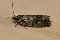 Zeiraphera isertana