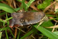 Noctua janthina