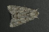 Acronicta aceris