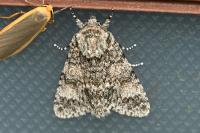 Acronicta megacephala