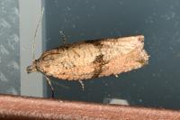 Celypha striana