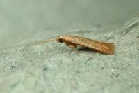 Coleophora