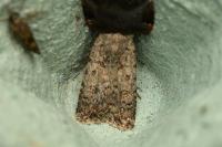 Caradrina clavipalpis