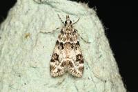 Eudonia delunella