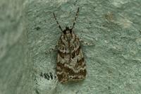 Scoparia pyralella