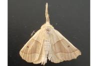 Crocallis elinguaria