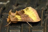 Diachrysia chrysitis