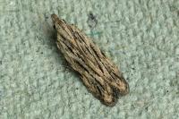 Anarsia innoxiella