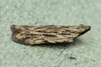 Anarsia innoxiella