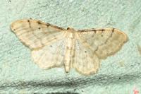 Idaea fuscovenosa