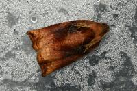 Archips podana