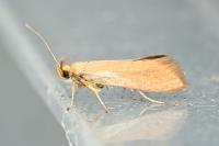 Crassa unitella