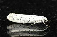 Yponomeuta evonymella