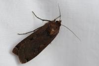 Noctua pronuba