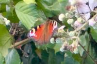 Aglais io