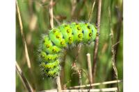 Saturnia pavonia
