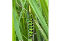 Saturnia pavonia