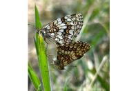 Melitaea athalia