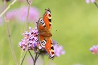 Aglais io